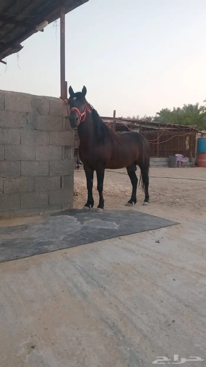 بوني فحل 0