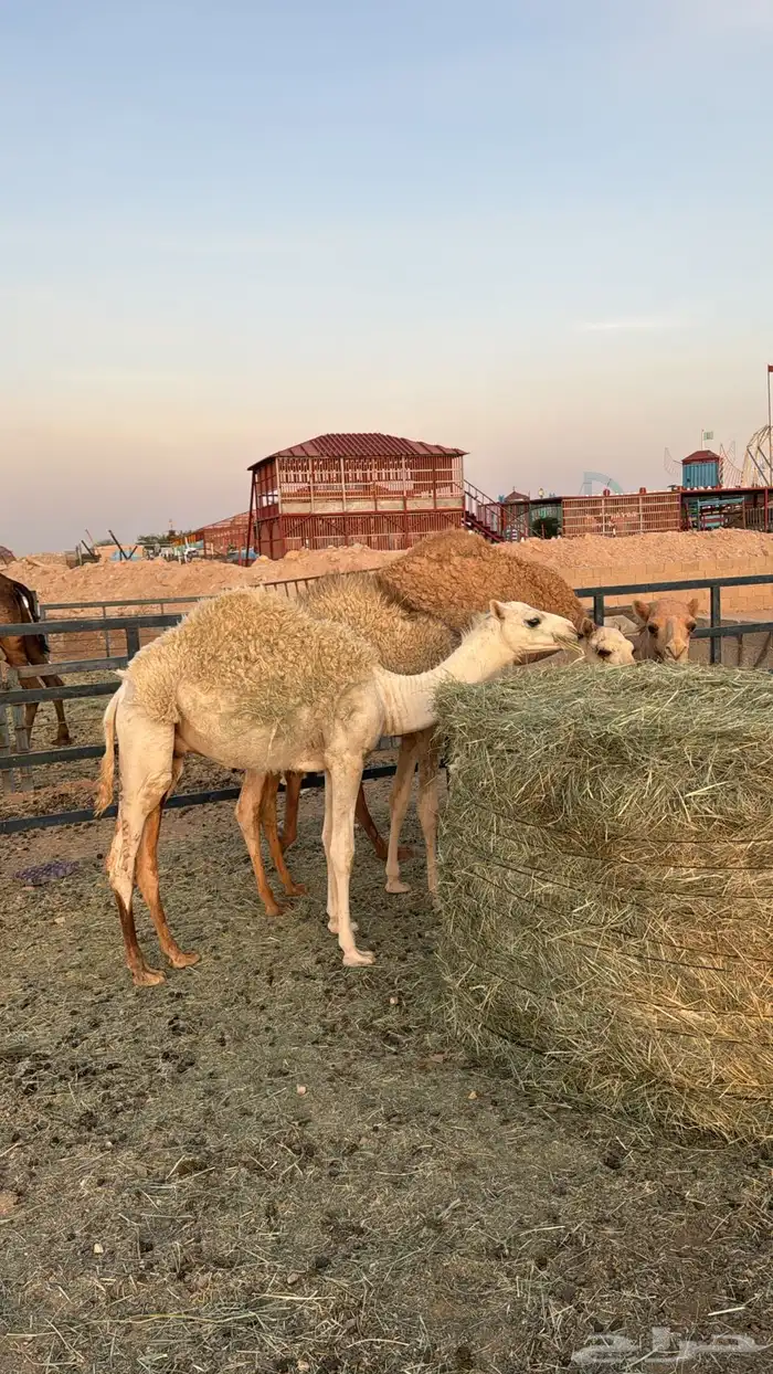 ثلاثة قعدان طيبيات 0