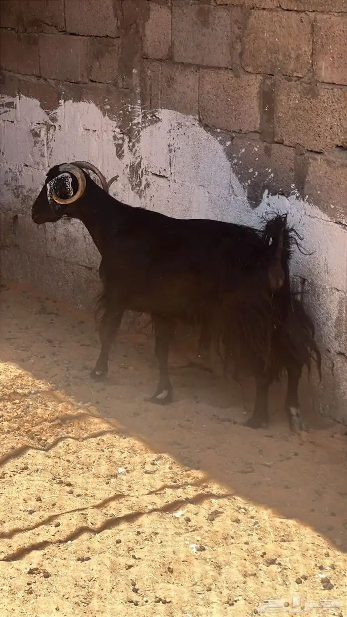 عنز للبيع 4