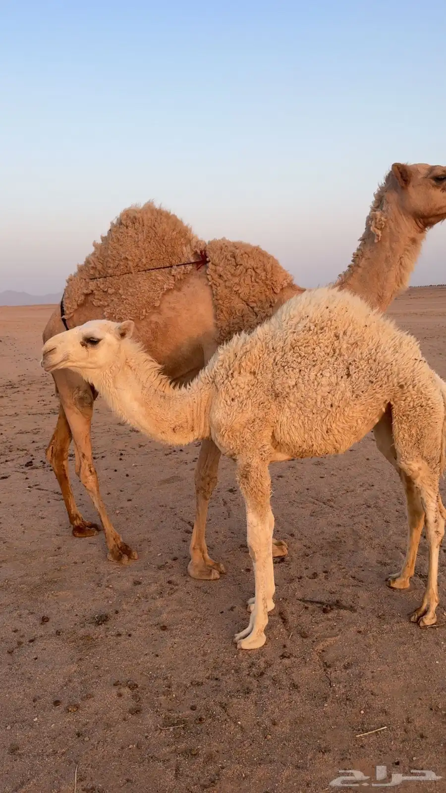 للبيع عشراء تحتها بكره 0