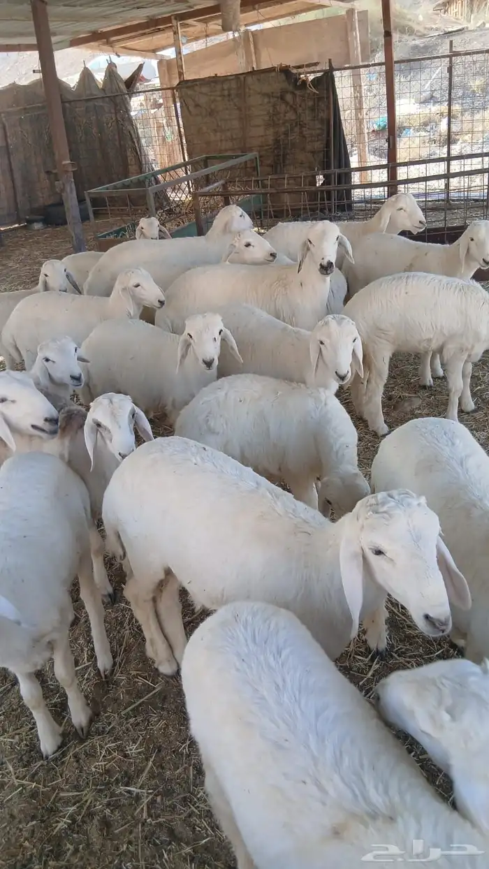 ذبايح ثلاجه ومفاطيح تقييم 100 زبون 2