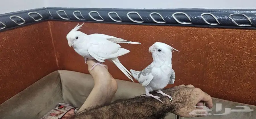 طيور كراون زوج اليف مع القفص وتوابعها 0