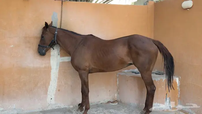 رمكه انقليزيه عندها جواز سليمه صحتها ممتازه مقاطعها واتساب 0
