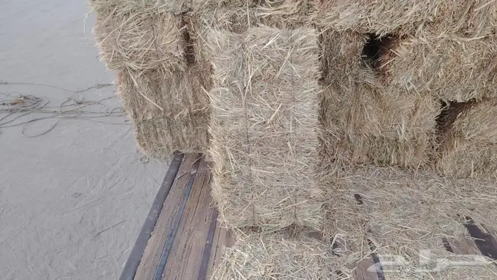 ذره شد جندير تبوك 0