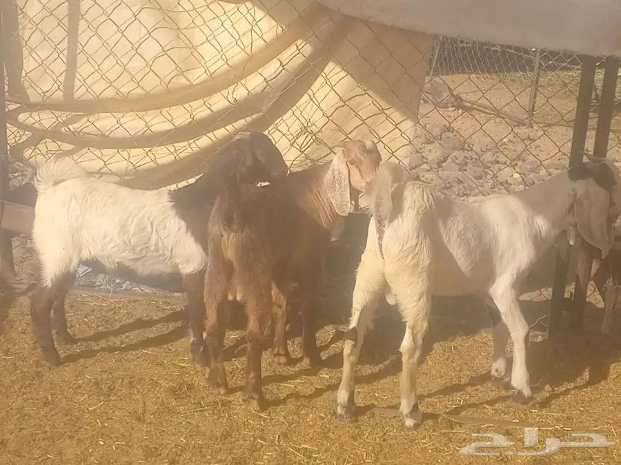 تيوس كفووو 1