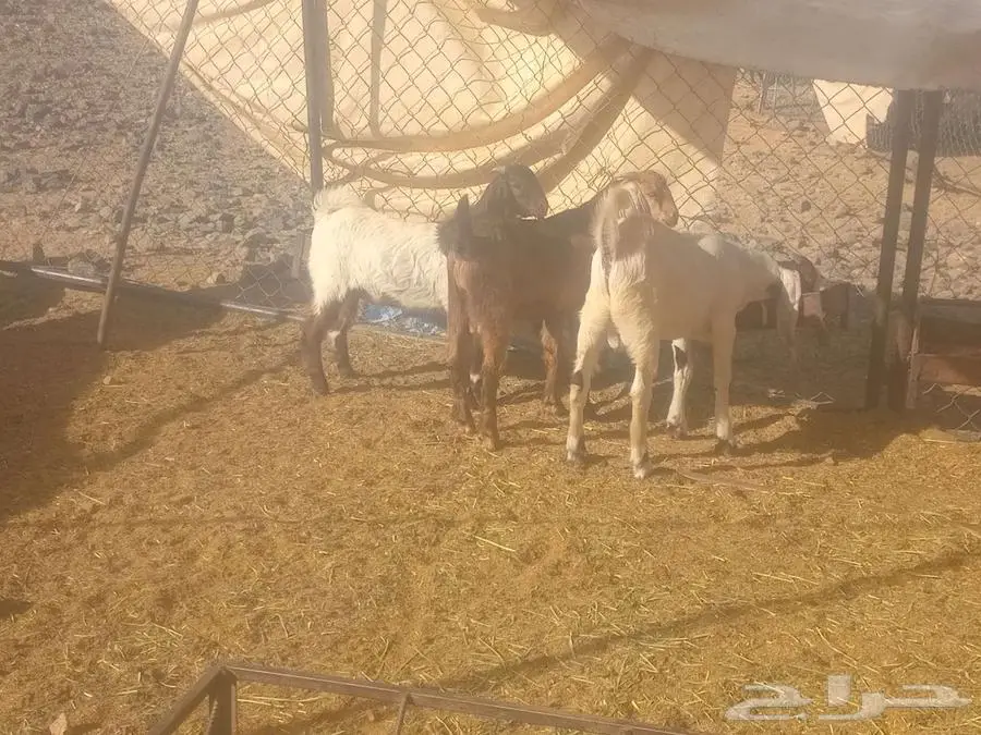 تيوس كفووو 0