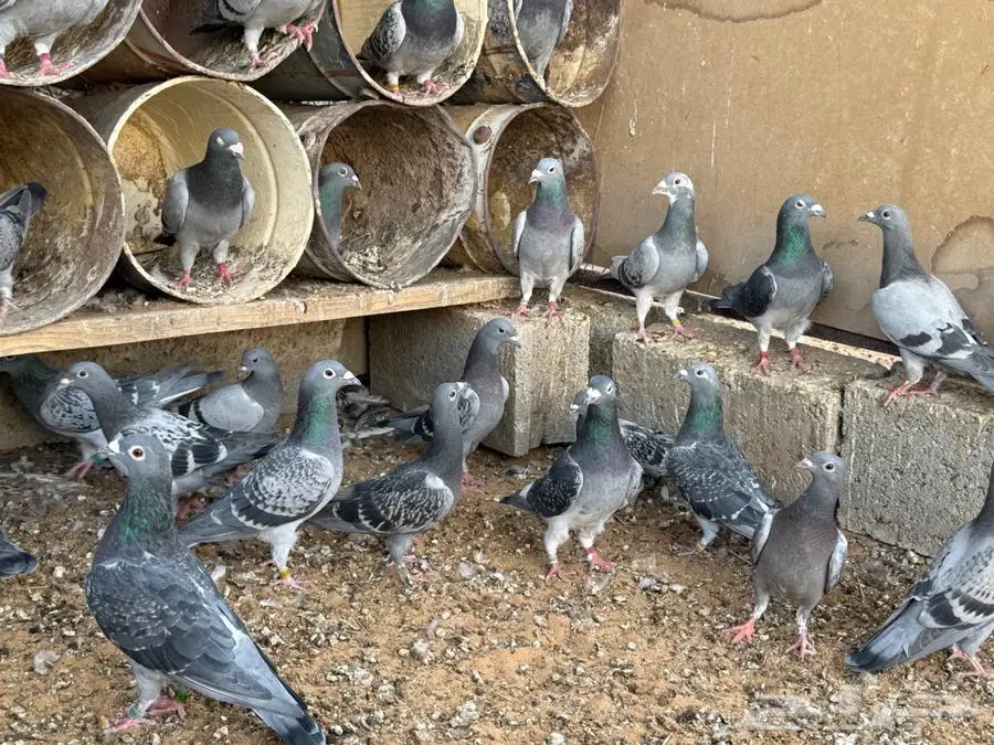 للبيع عشة زاجل سباق 6