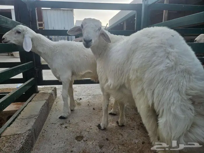 ذبايح حري 1