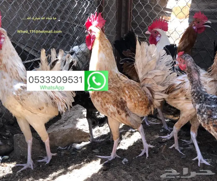 ديوك بلدي عنيزة 7 شهور 2