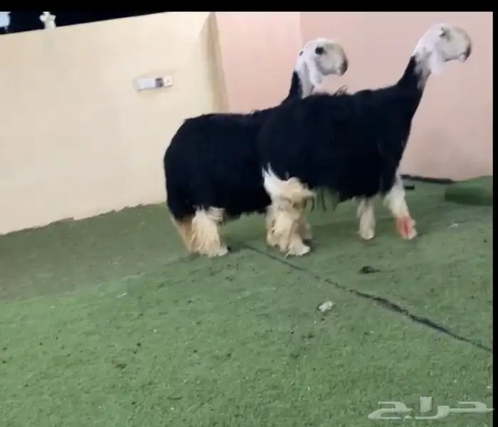 رخال نجد 1