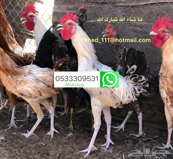 ديوك بلدي عنيزة 7 شهور 9