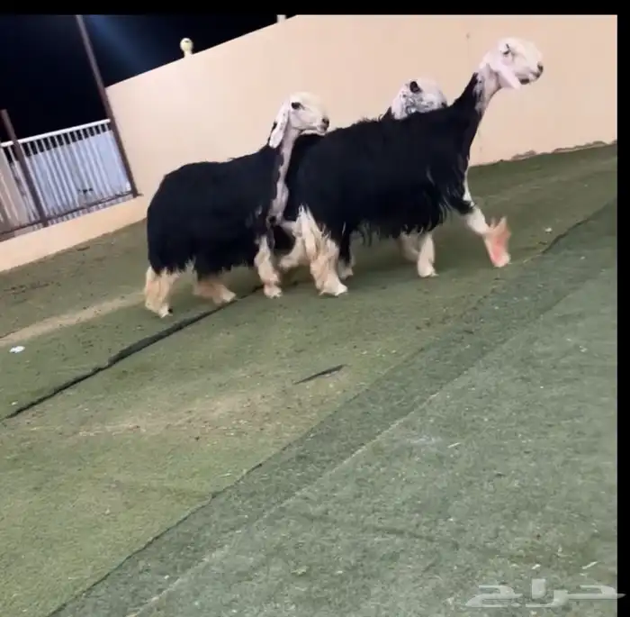رخال نجد 0