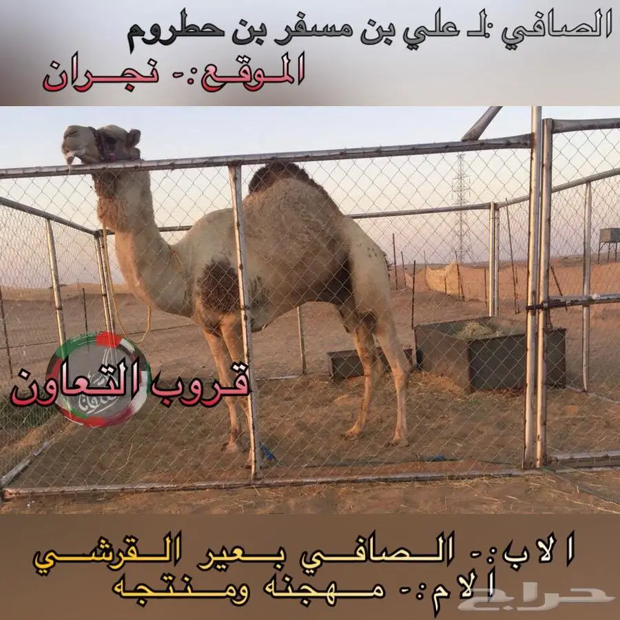 بكره مفرودة سلالة كفو للبيع 0
