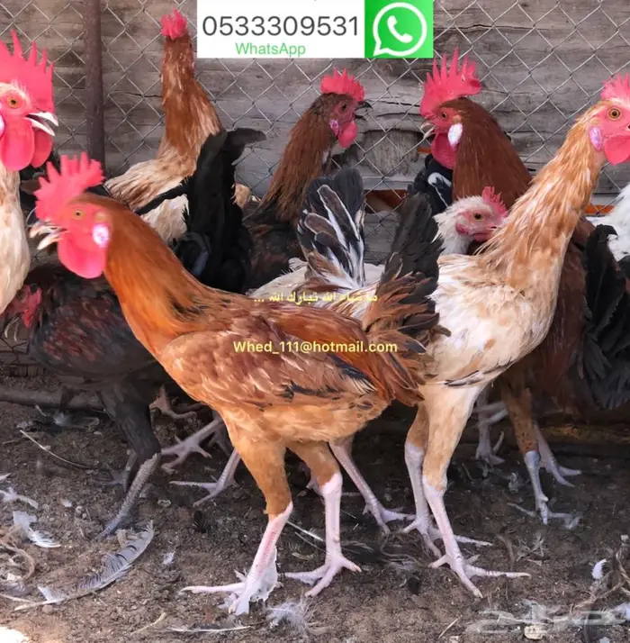 ديوك بلدي عنيزة 7 شهور 3