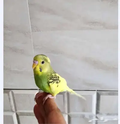 روز وبادجي أليفين 0