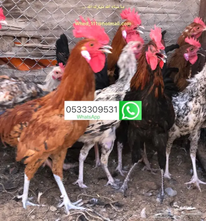 ديوك بلدي عنيزة 7 شهور 10