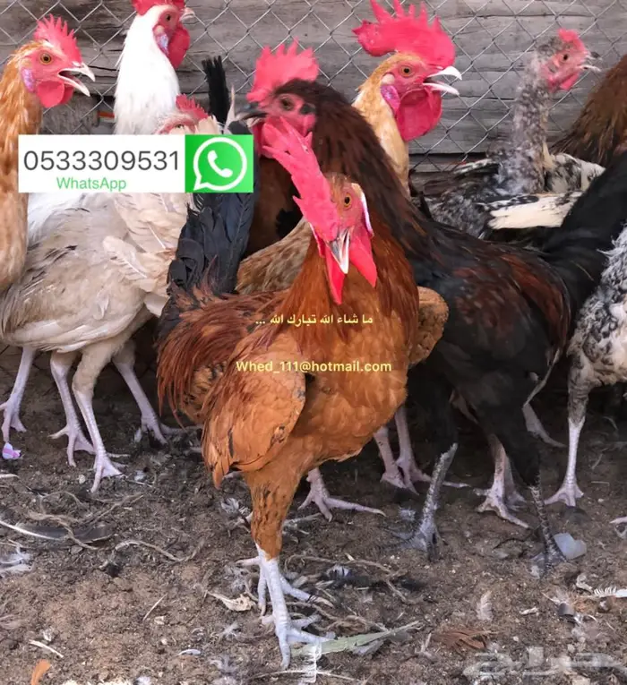 ديوك بلدي عنيزة 7 شهور 4