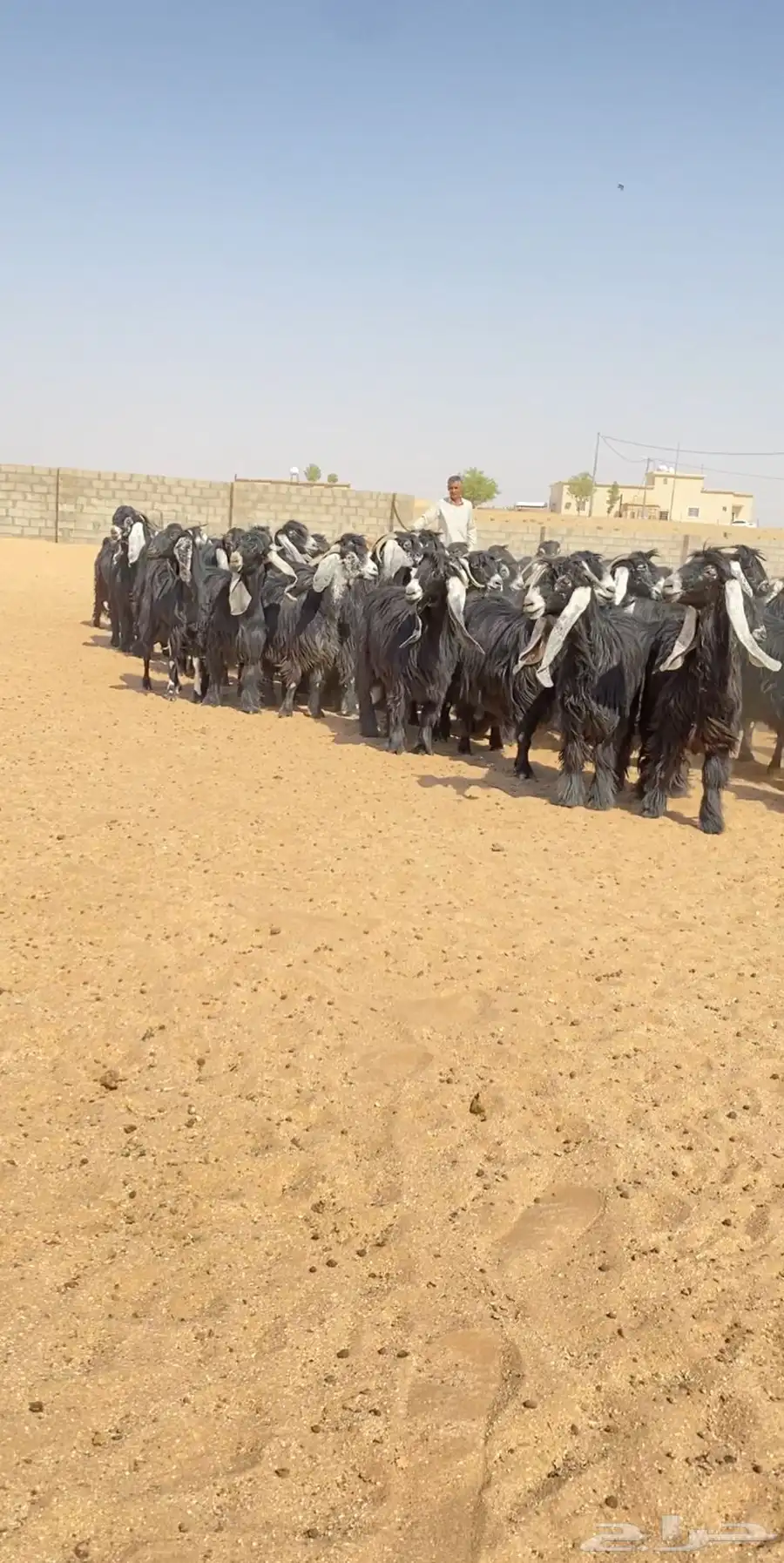 معزا عوارض مراح خلفات صنف 2