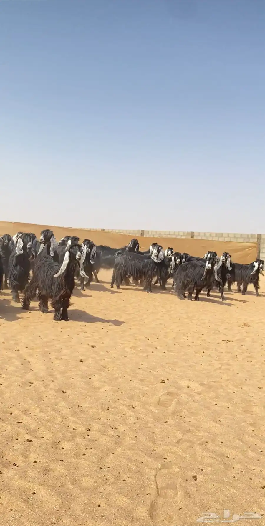 معزا عوارض مراح خلفات صنف 3
