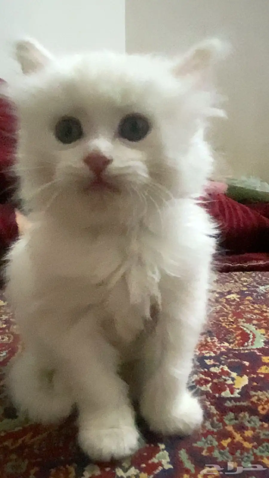 قطط شيرازي للبيع 3