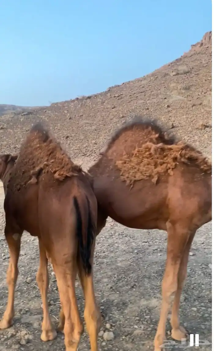 2 قعدان 9 اشهر وبكرة 7 اشهر للبيع 0