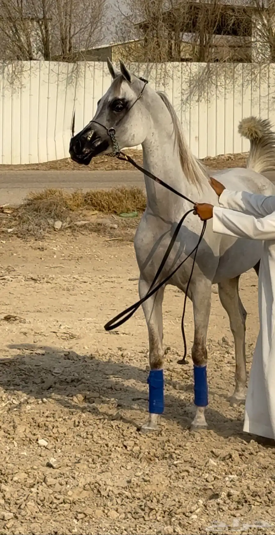 فرس واهو جمال للبيع 0