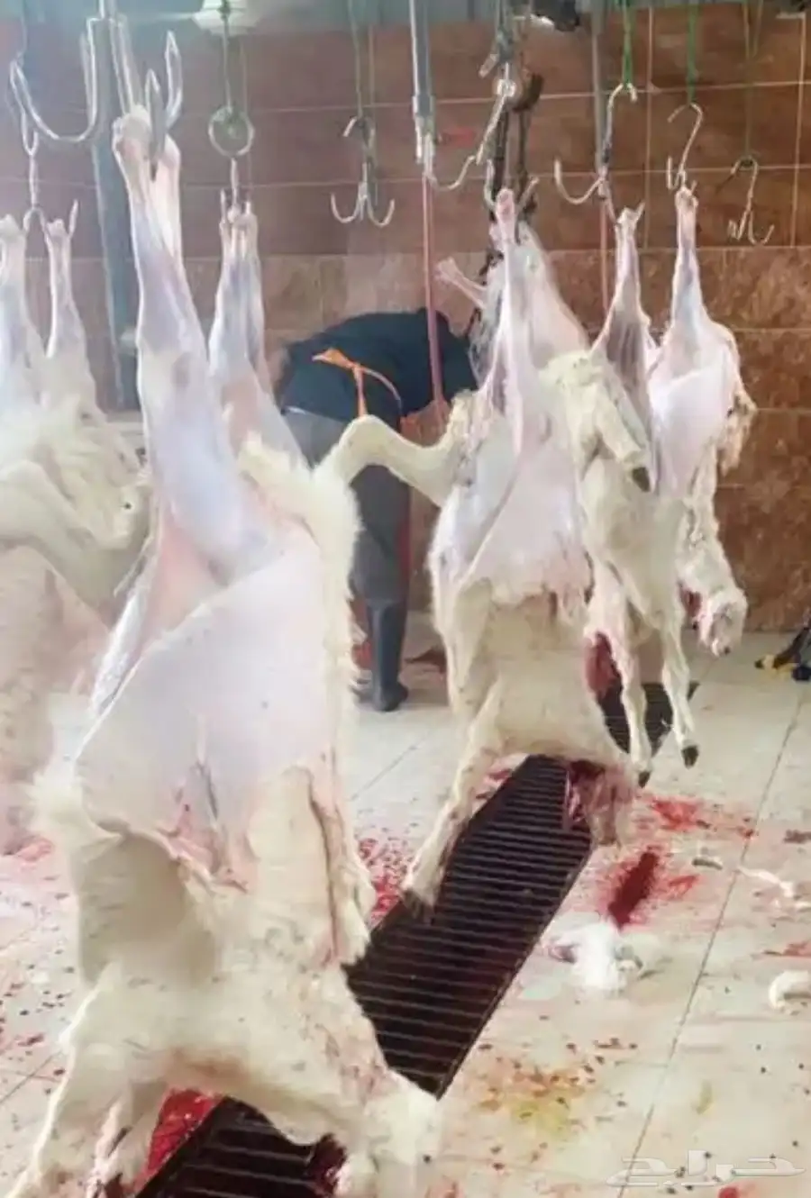 ذبايح خرفان ورخال مع خدمه السلخ والتوصيل 5