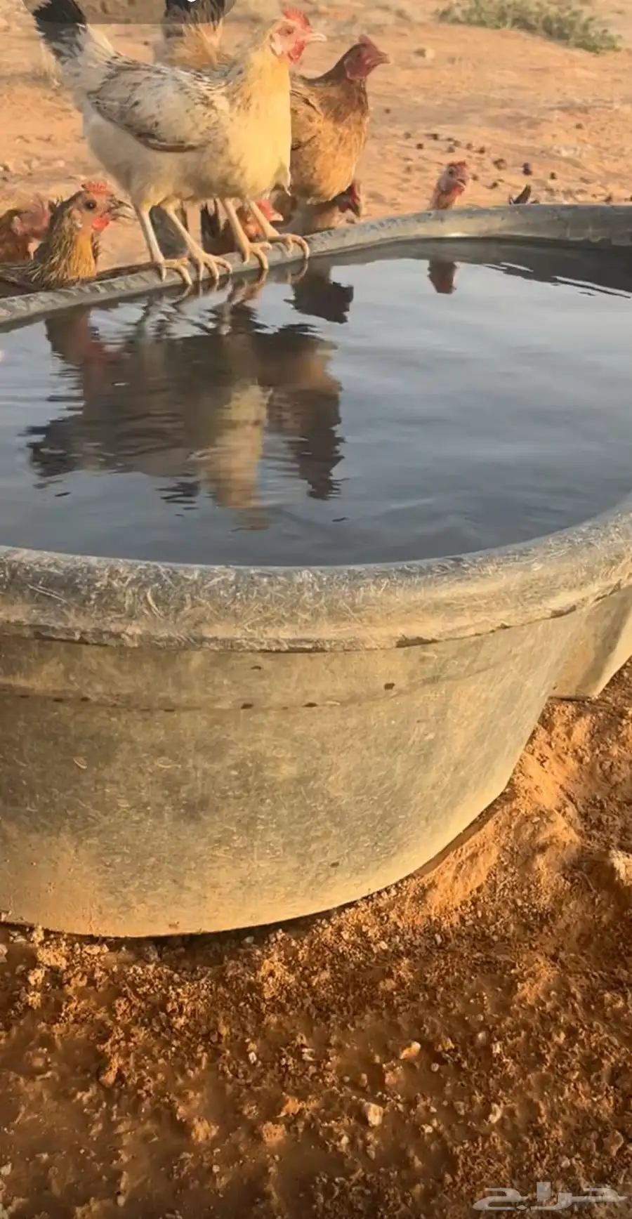 للبيع دجاج بياض بلدي 2
