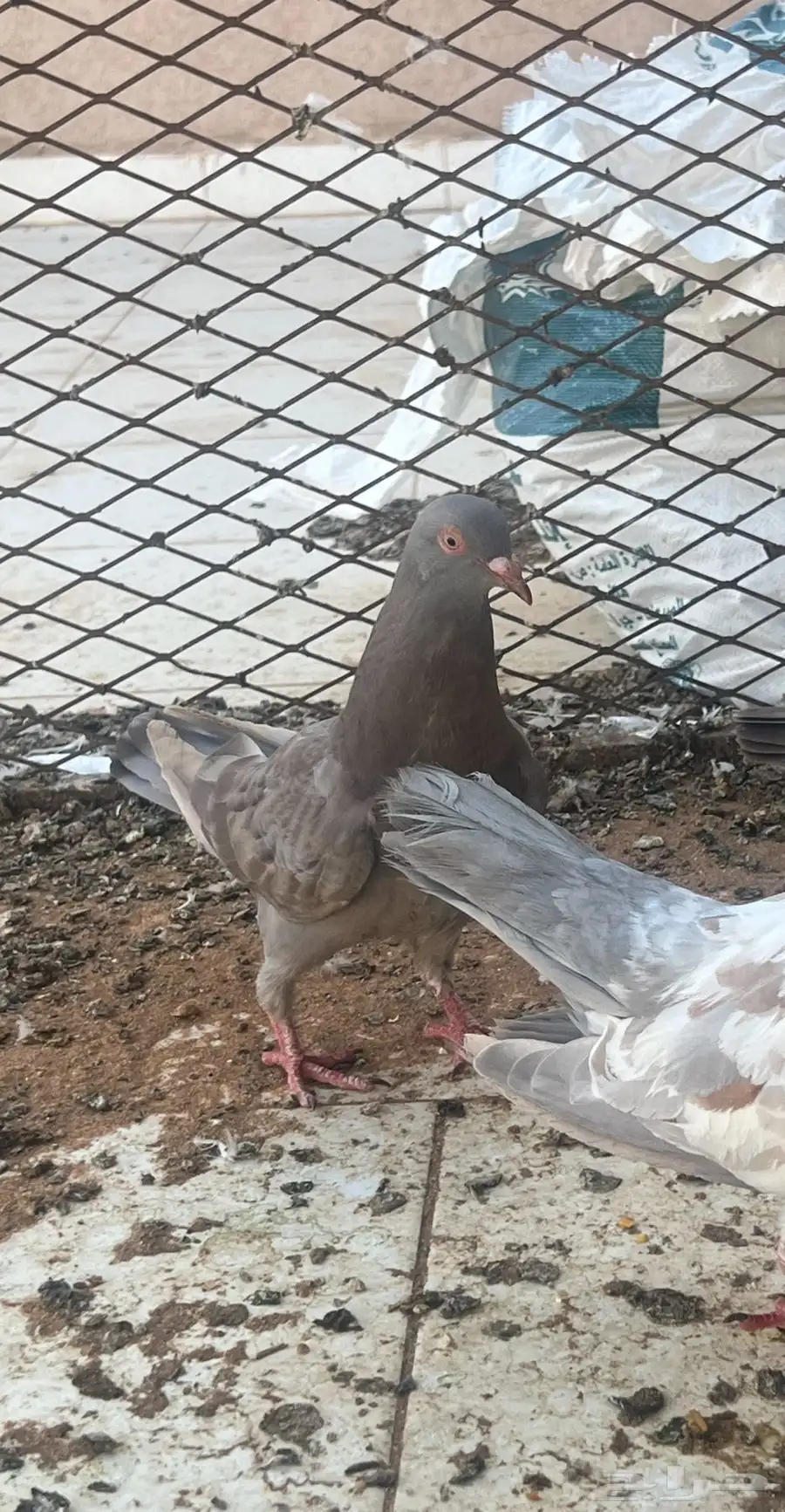 حمام مصري 5