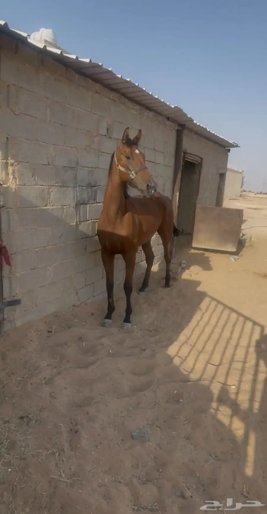 حصان إنتاج سباقق   . 0