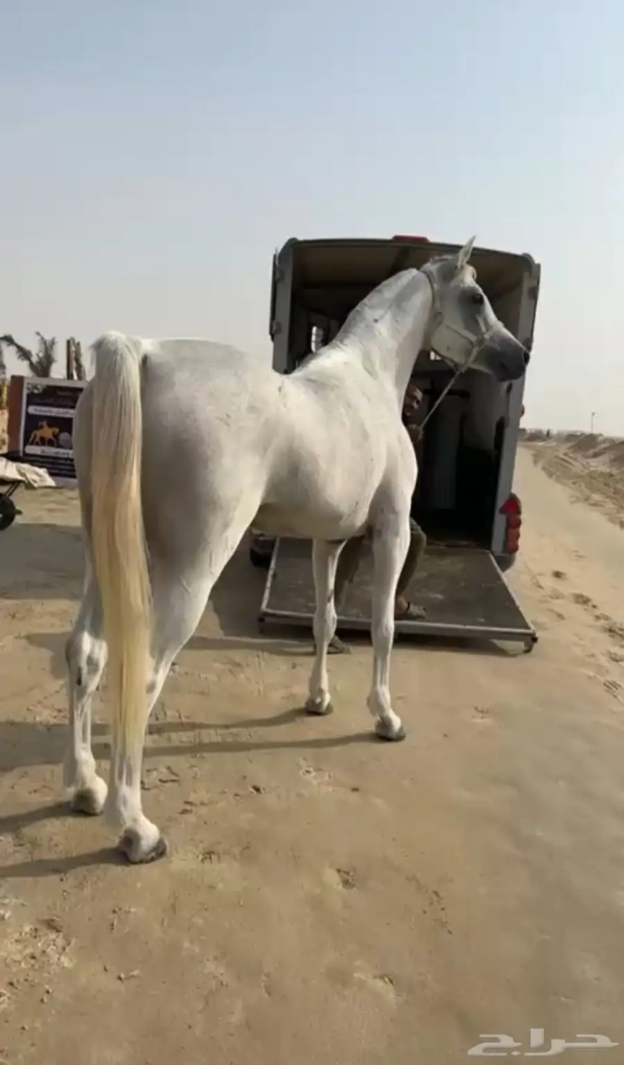 حصان شعبي 0