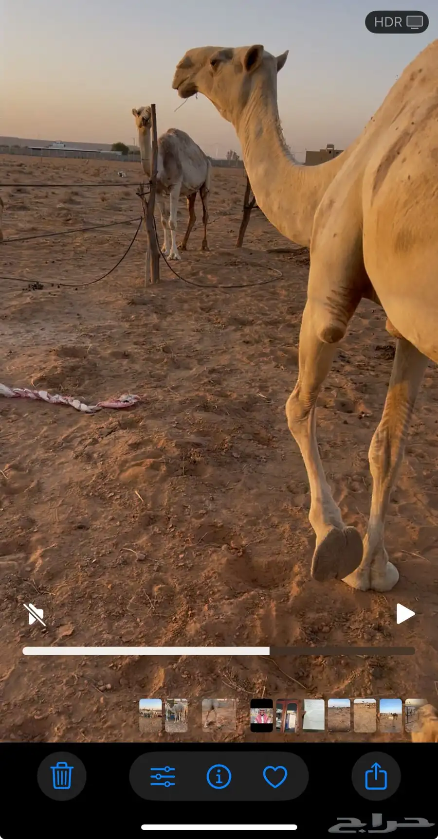 ناقه وضحا خلفه 0