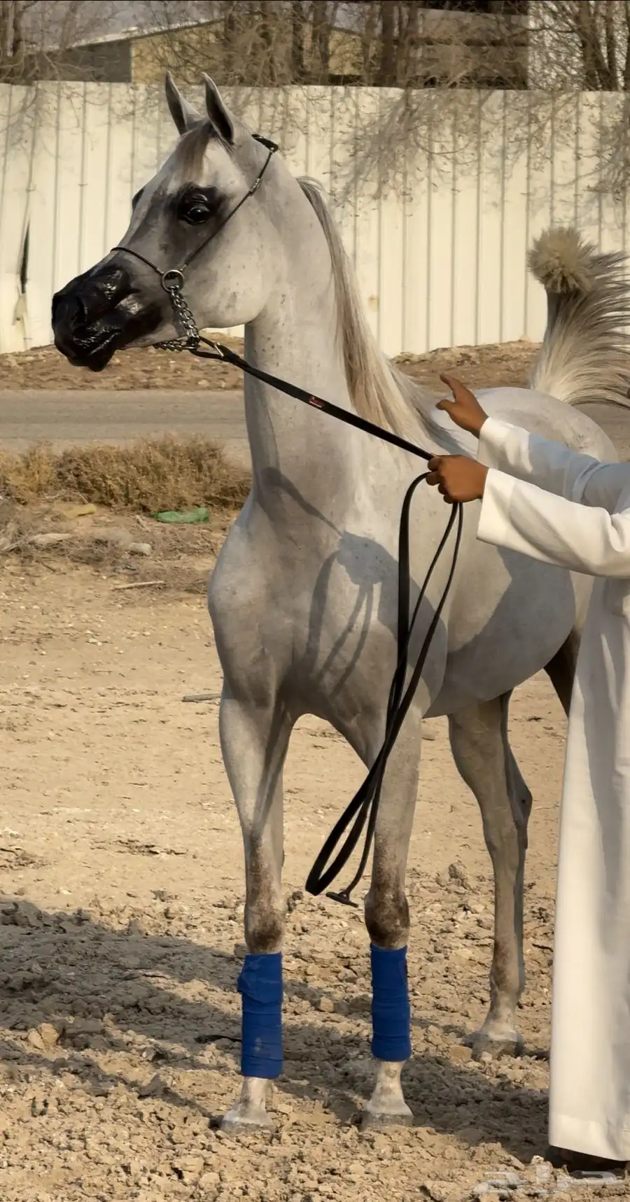 فرس واهو جمال للبيع 1