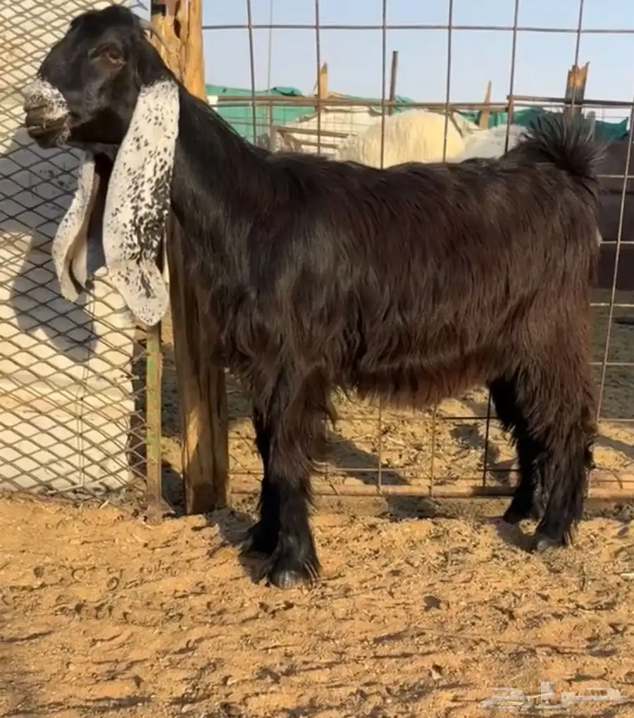 للبيع جفرات عوارض 1