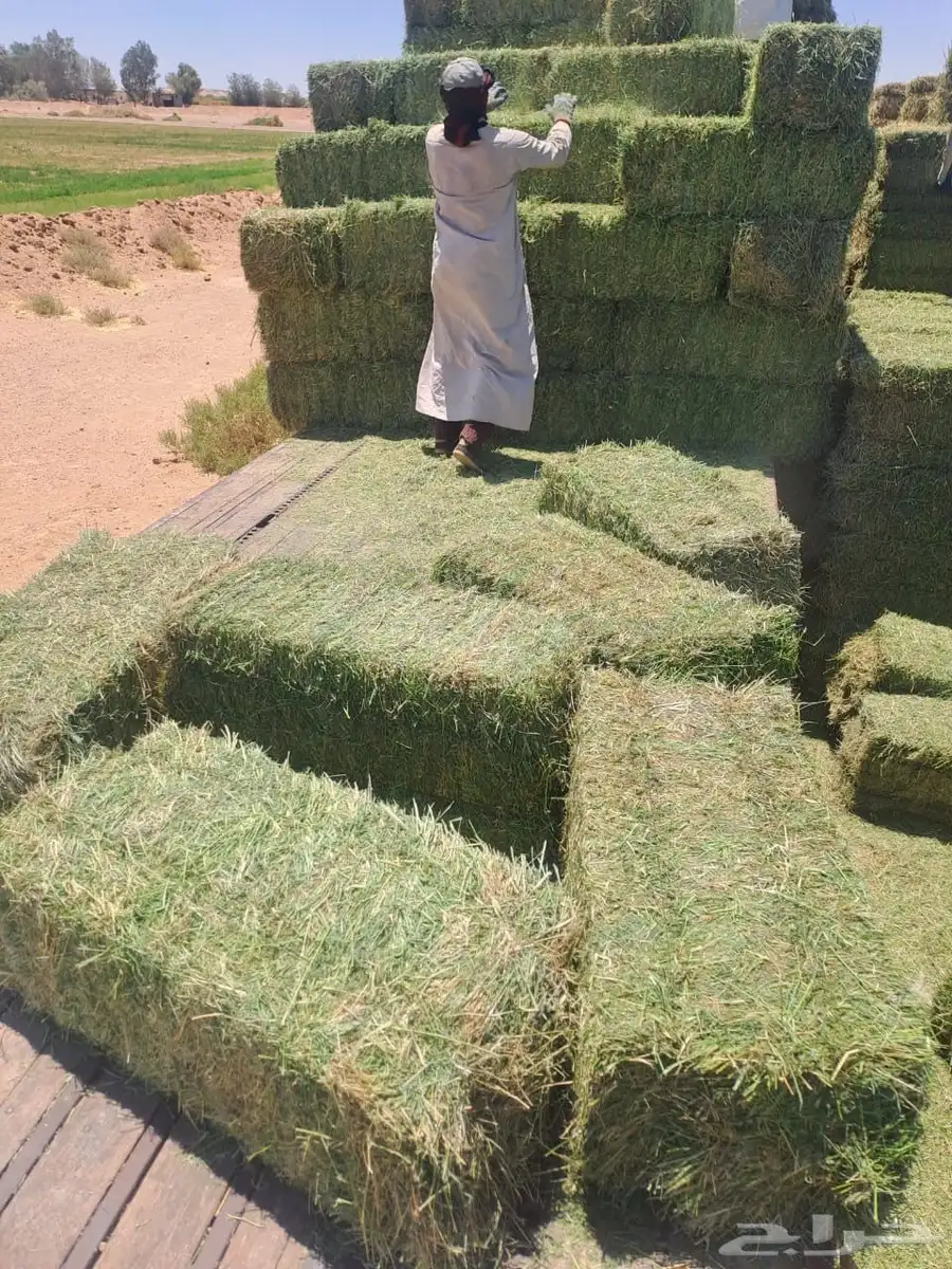 برسيم تبوك مخلوط زريع 0