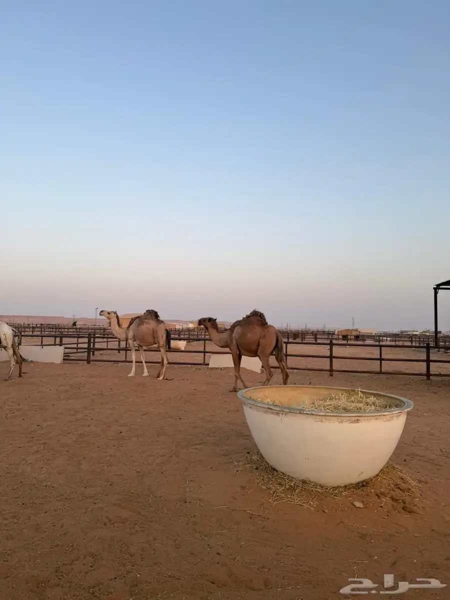 لقحة شعلا عل الشرط وهديه وحليبها ومضروبة من بعير طيب 0