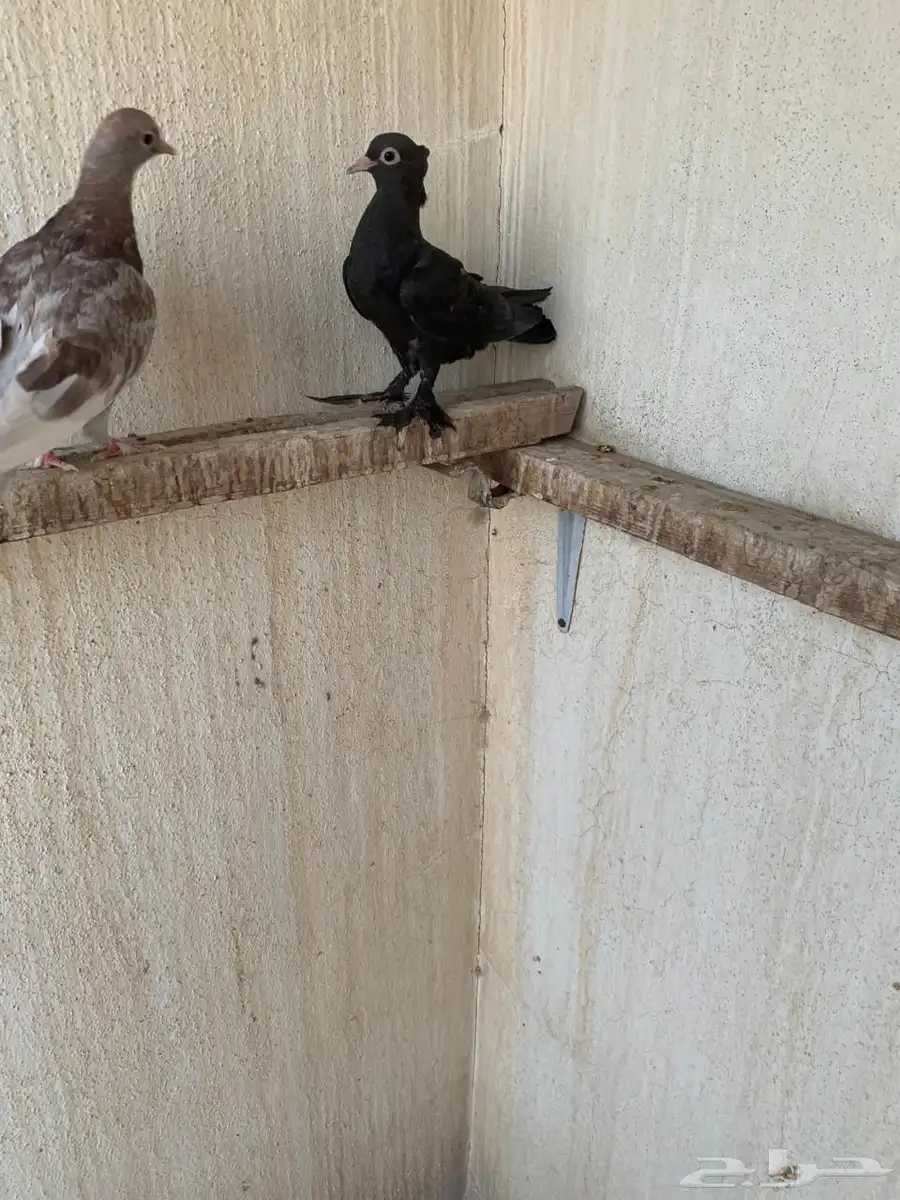 حمام صنعاوي للبيع 0