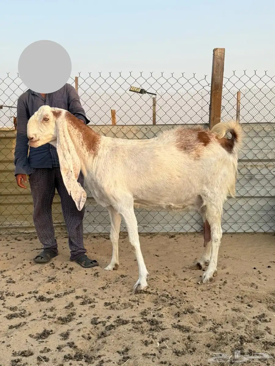 للبيع معزى هولنديات دافع قرايبه ولاده 2
