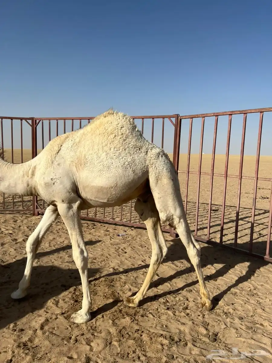 قعدان 4