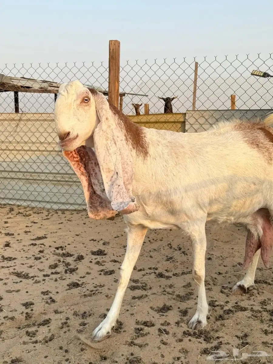 للبيع معزى هولنديات دافع قرايبه ولاده 3