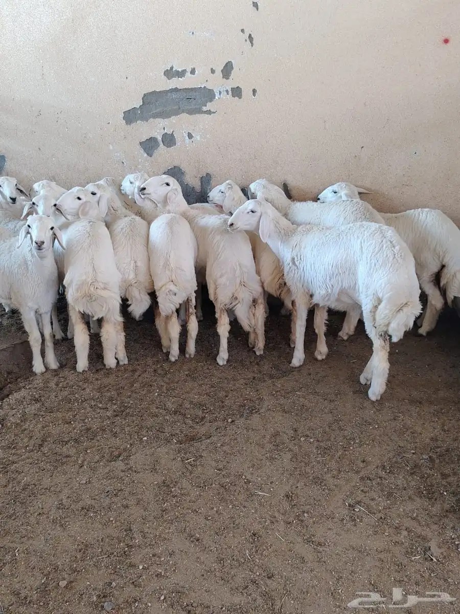 طليان و رخال للبيع جمله وتفريد (يتوفر تقسط ) 0