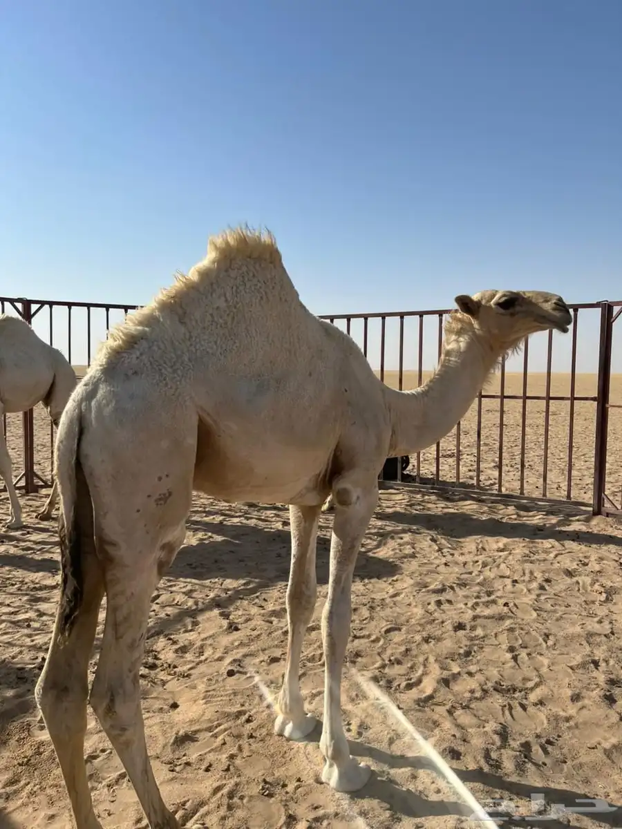 قعدان 2
