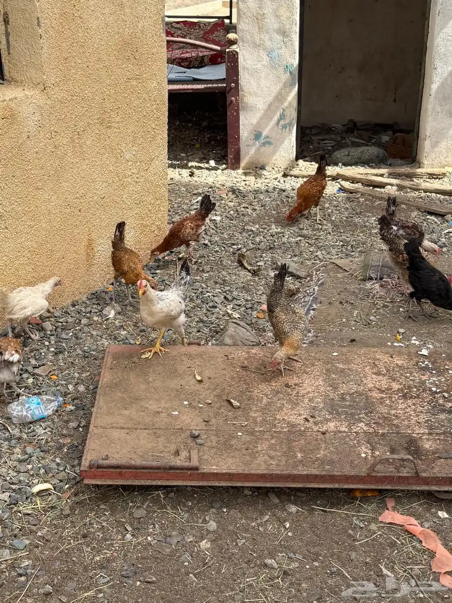دجاج بلدي 8