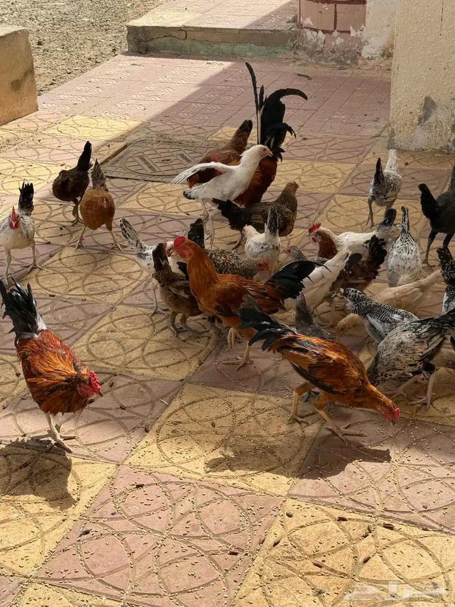 دجاج بلدي 3