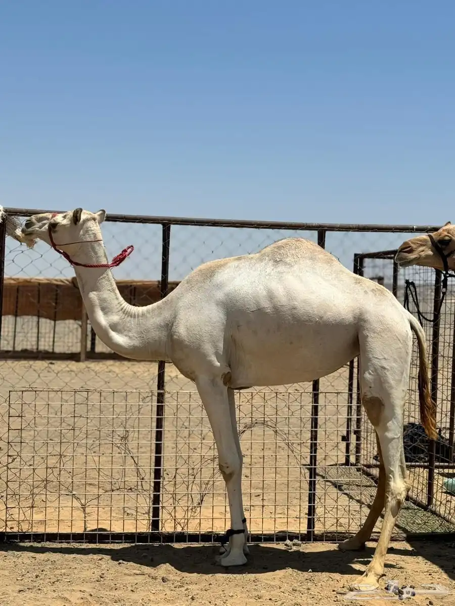 للبيع بكره سودانيه 1