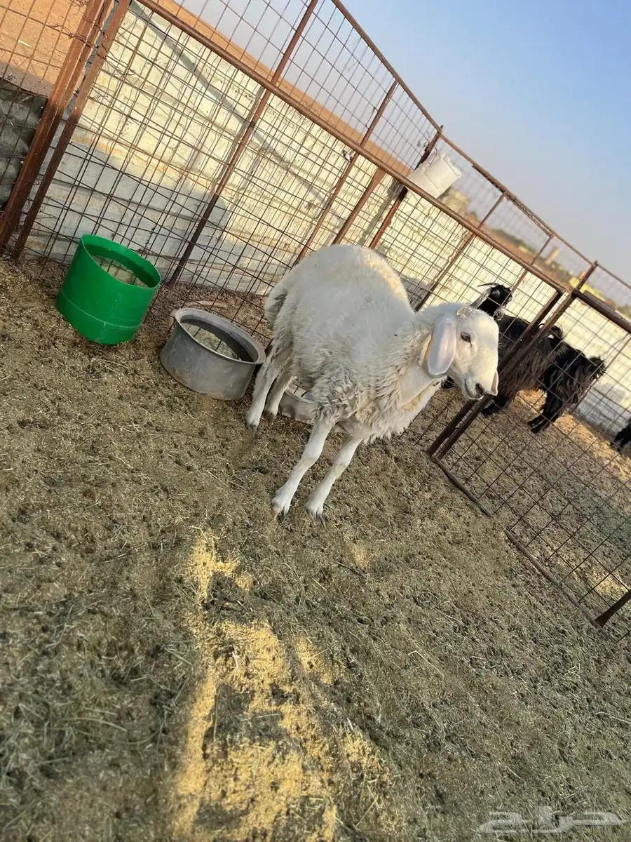 نعيمي مهجن على حري مغلق عمره 5شهور 2