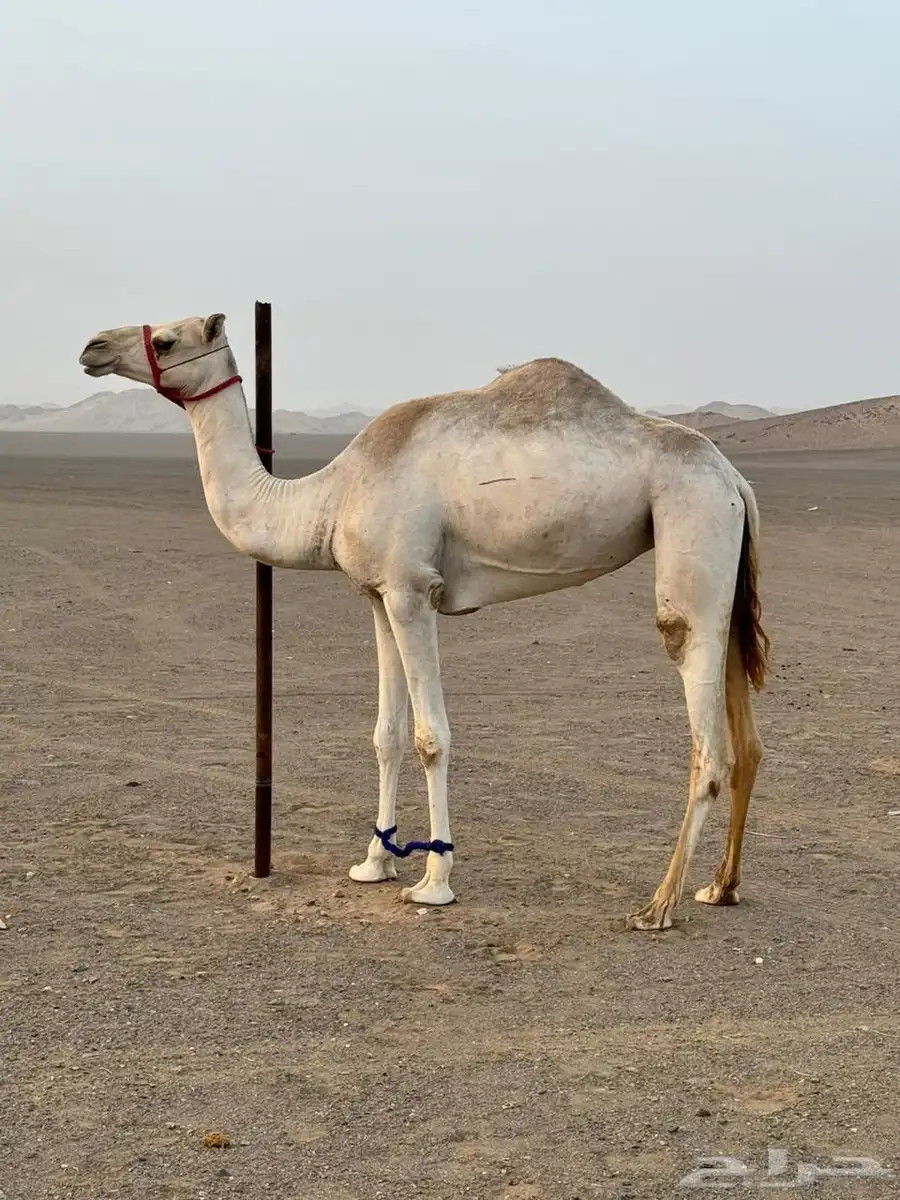 للبيع بكره سودانيه 0