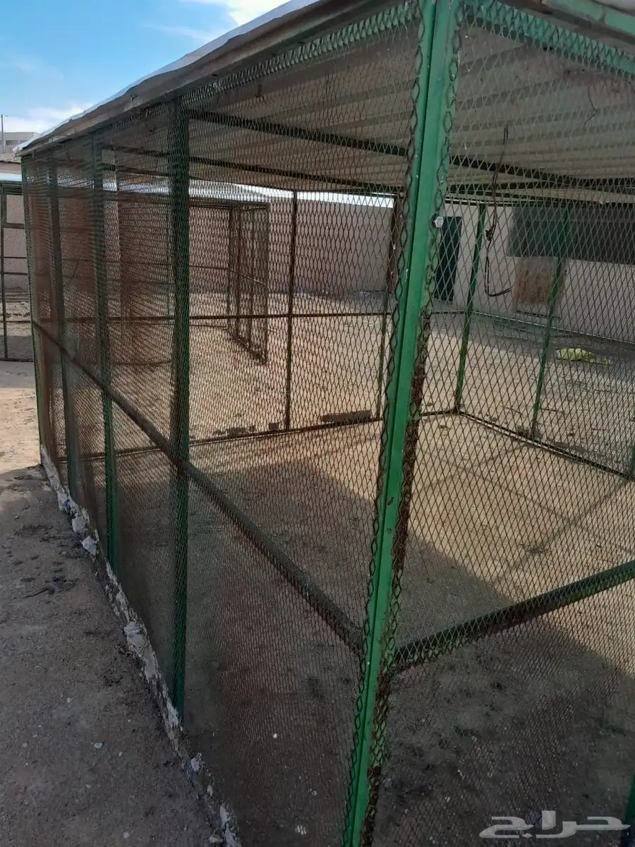 شبوك حمام 4