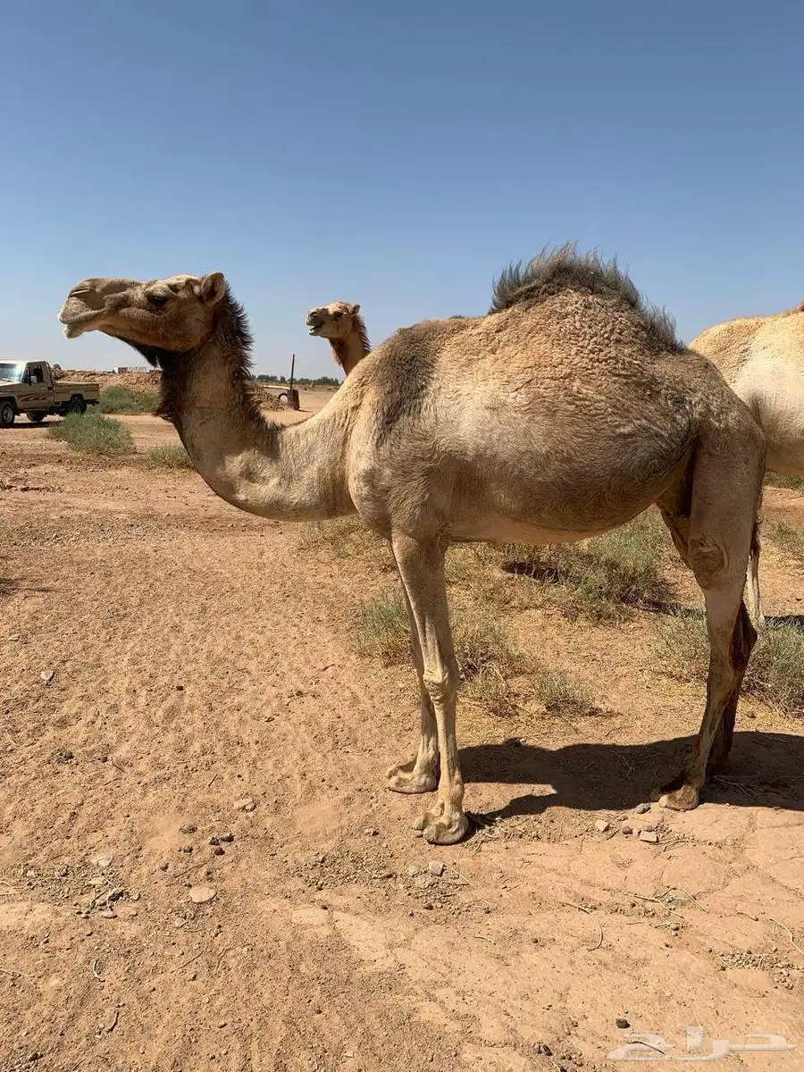 ناقه عمانيه حايل 1
