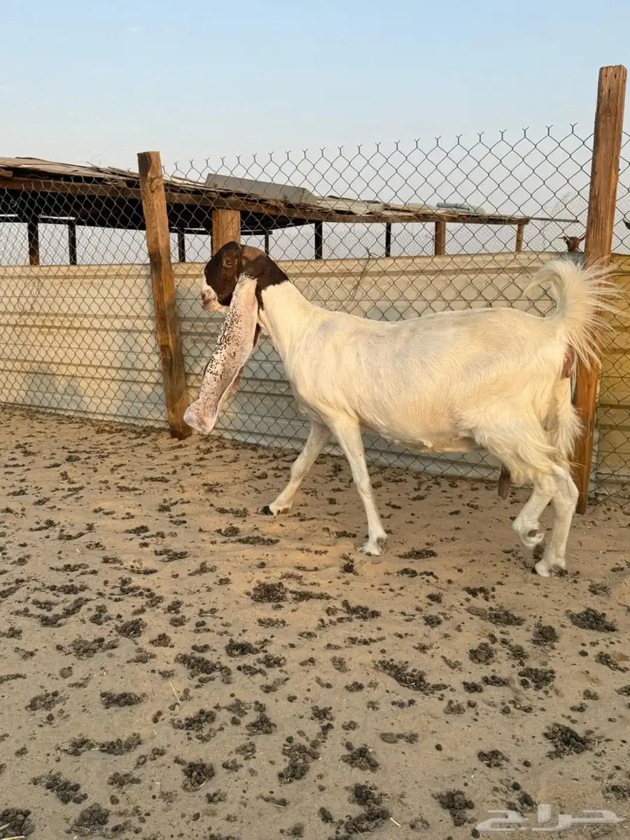 للبيع معزى هولنديات دافع قرايبه ولاده 1